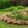 Dwerg Rhododendron - Rhododendron Bloombux Magenta - Bloeiende Buxus - Weinig Onderhoud - Roze Bloem - 2 Planten