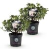 Dwerg Rhododendron - Rhododendron Bloombux Light Pink - Bloeiende Buxus - Weinig Onderhoud - Licht Roze Bloem - 2 Planten