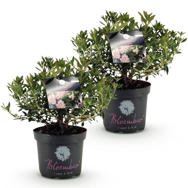 Dwerg Rhododendron - Rhododendron Bloombux Light Pink - Bloeiende Buxus - Weinig Onderhoud - Licht Roze Bloem - 2 Planten