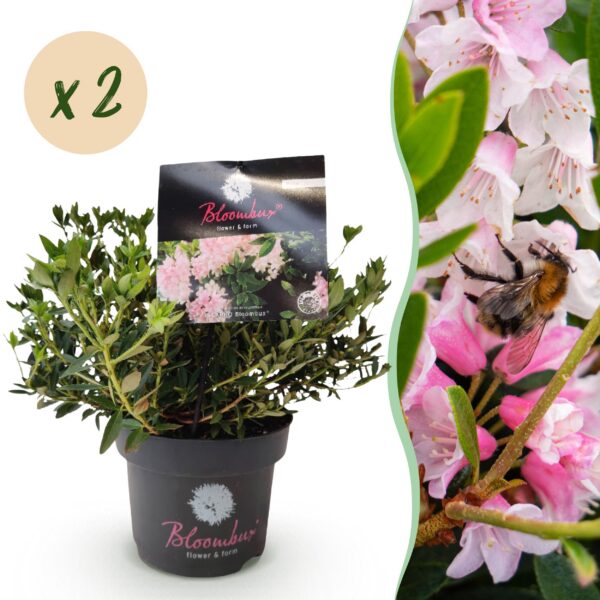 Dwerg Rhododendron - Rhododendron Bloombux Light Pink - Bloeiende Buxus - Weinig Onderhoud - Licht Roze Bloem - 2 Planten
