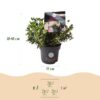 Dwerg Rhododendron - Rhododendron Bloombux Light Pink - Bloeiende Buxus - Weinig Onderhoud - Licht Roze Bloem - 2 Planten