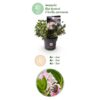 Dwerg Rhododendron - Rhododendron Bloombux Light Pink - Bloeiende Buxus - Weinig Onderhoud - Licht Roze Bloem - 2 Planten