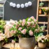 Dwerg Rhododendron - Rhododendron Bloombux Light Pink - Bloeiende Buxus - Weinig Onderhoud - Licht Roze Bloem - 2 Planten
