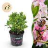 Dwerg Rhododendron - Rhododendron Bloombux Light Pink - Bloeiende Buxus - Weinig Onderhoud - Licht Roze Bloem - 3 Planten