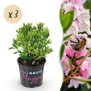 Dwerg Rhododendron - Rhododendron Bloombux Light Pink - Bloeiende Buxus - Weinig Onderhoud - Licht Roze Bloem - 3 Planten