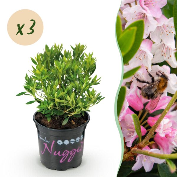 thumbnail_6000-359.jpg Dwerg Rhododendron - Rhododendron Bloombux Light Pink - Bloeiende Buxus - Weinig Onderhoud - Licht Roze Bloem - 3 Planten
