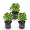 Dwerg Rhododendron - Rhododendron Bloombux Light Pink - Bloeiende Buxus - Weinig Onderhoud - Licht Roze Bloem - 3 Planten