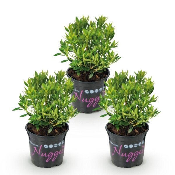 thumbnail_6000-360.jpg Dwerg Rhododendron - Rhododendron Bloombux Light Pink - Bloeiende Buxus - Weinig Onderhoud - Licht Roze Bloem - 3 Planten