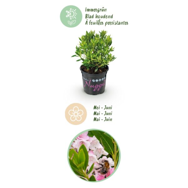 thumbnail_6000-362.jpg Dwerg Rhododendron - Rhododendron Bloombux Light Pink - Bloeiende Buxus - Weinig Onderhoud - Licht Roze Bloem - 3 Planten