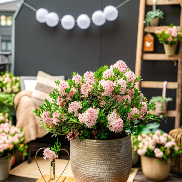 thumbnail_6000-363.jpg Dwerg Rhododendron - Rhododendron Bloombux Light Pink - Bloeiende Buxus - Weinig Onderhoud - Licht Roze Bloem - 3 Planten