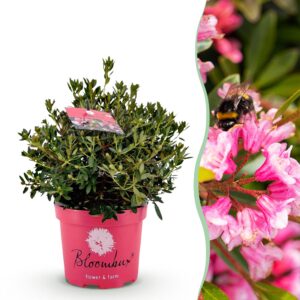 Dwerg Rhododendron - Rhododendron Bloombux Magenta - Bloeiende Buxus - Weinig Onderhoud - Roze Bloem