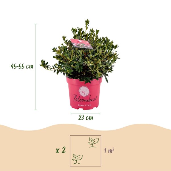 Dwerg Rhododendron - Rhododendron Bloombux Magenta - Bloeiende Buxus - Weinig Onderhoud - Roze Bloem