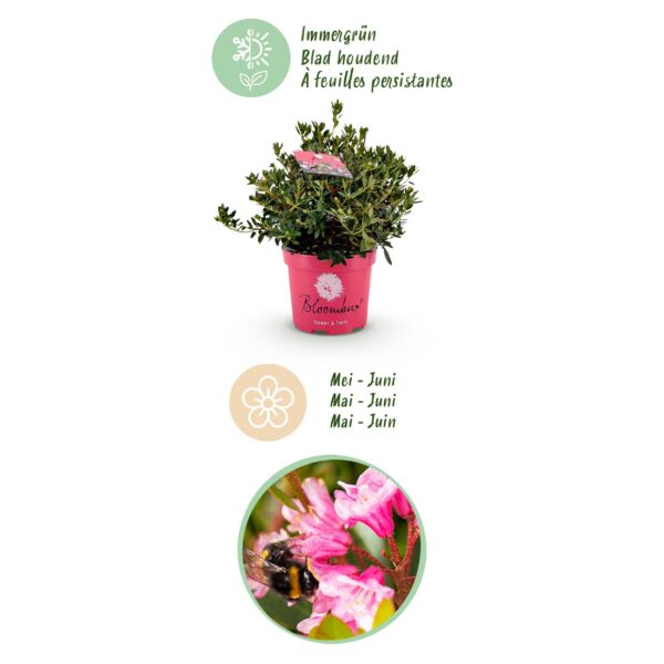 Dwerg Rhododendron - Rhododendron Bloombux Magenta - Bloeiende Buxus - Weinig Onderhoud - Roze Bloem