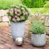 Dwerg Rhododendron - Rhododendron Bloombux Magenta - Bloeiende Buxus - Weinig Onderhoud - Roze Bloem