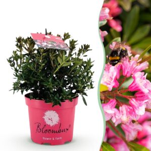 Dwerg Rhododendron - Rhododendron Bloombux Magenta - Bloeiende Buxus - Weinig Onderhoud - Roze Bloem