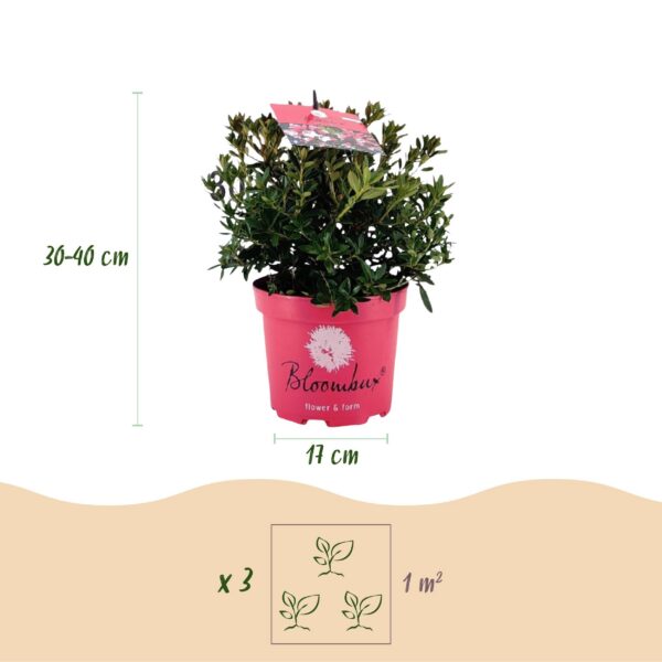 Dwerg Rhododendron - Rhododendron Bloombux Magenta - Bloeiende Buxus - Weinig Onderhoud - Roze Bloem