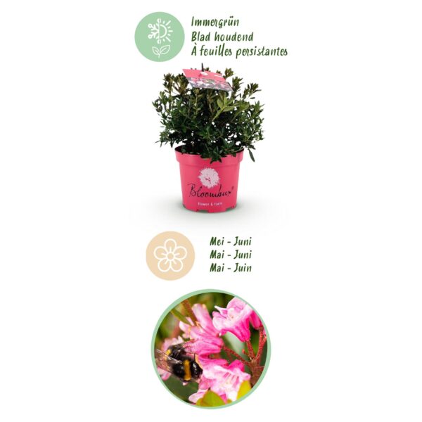 Dwerg Rhododendron - Rhododendron Bloombux Magenta - Bloeiende Buxus - Weinig Onderhoud - Roze Bloem