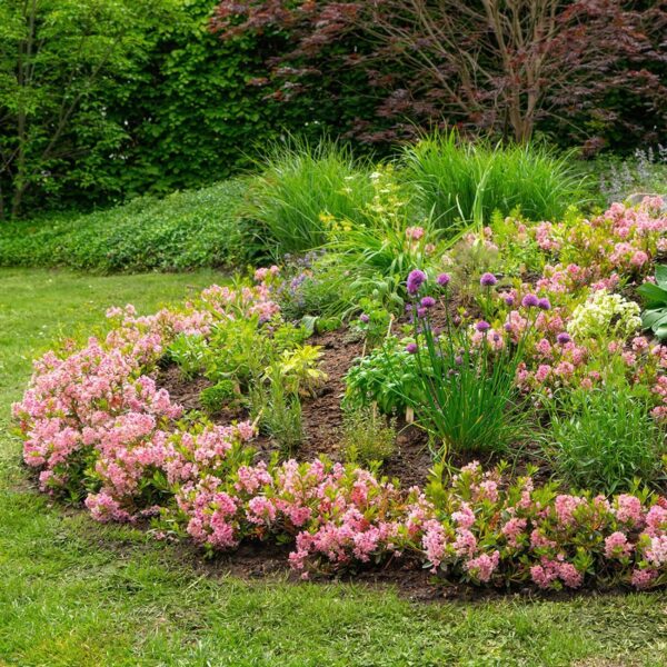 Dwerg Rhododendron - Rhododendron Bloombux Magenta - Bloeiende Buxus - Weinig Onderhoud - Roze Bloem