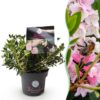 Dwerg Rhododendron - Rhododendron Bloombux Light Pink - Bloeiende Buxus - Weinig Onderhoud - Licht Roze Bloem