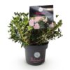 Dwerg Rhododendron - Rhododendron Bloombux Light Pink - Bloeiende Buxus - Weinig Onderhoud - Licht Roze Bloem
