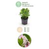Dwerg Rhododendron - Rhododendron Bloombux Light Pink - Bloeiende Buxus - Weinig Onderhoud - Licht Roze Bloem
