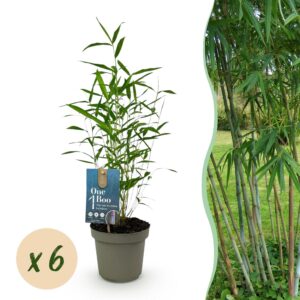 Bamboe - Fargesia Blue Dragon - Bladhoudend - Niet Woekerend - Groen - 6 Planten