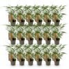 Bamboe - Fargesia Asian Wonder - Bladhoudend - Niet Woekerend - Groen - 18 Planten