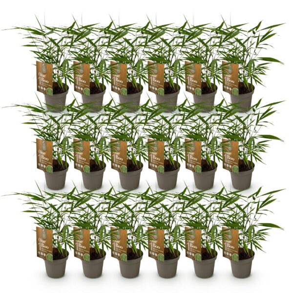 Bamboe - Fargesia Asian Wonder - Bladhoudend - Niet Woekerend - Groen - 18 Planten