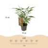 Bamboe - Fargesia Asian Wonder - Bladhoudend - Niet Woekerend - Groen - 18 Planten
