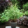 Bamboe - Fargesia Asian Wonder - Bladhoudend - Niet Woekerend - Groen - 18 Planten