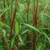 Bamboe - Fargesia Asian Wonder - Bladhoudend - Niet Woekerend - Groen - 18 Planten