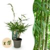 Bamboe - Fargesia robusta Pingwu - Bladhoudend - Niet Woekerend - Groen - 18 Planten