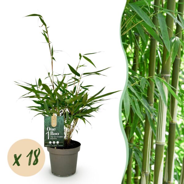 thumbnail_6000-442.jpg Bamboe - Fargesia robusta Pingwu - Bladhoudend - Niet Woekerend - Groen - 18 Planten