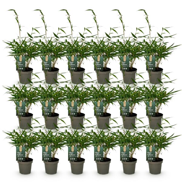 thumbnail_6000-443.jpg Bamboe - Fargesia robusta Pingwu - Bladhoudend - Niet Woekerend - Groen - 18 Planten