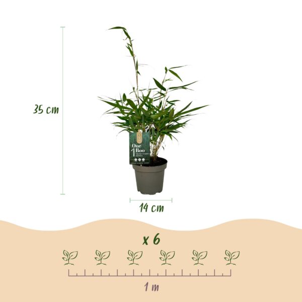 thumbnail_6000-444.jpg Bamboe - Fargesia robusta Pingwu - Bladhoudend - Niet Woekerend - Groen - 18 Planten