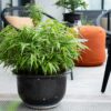 Bamboe - Fargesia robusta Pingwu - Bladhoudend - Niet Woekerend - Groen - 18 Planten