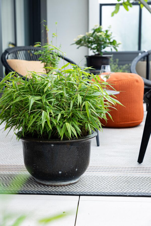 thumbnail_6000-445.jpg Bamboe - Fargesia robusta Pingwu - Bladhoudend - Niet Woekerend - Groen - 18 Planten