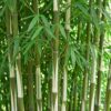 Bamboe - Fargesia robusta Pingwu - Bladhoudend - Niet Woekerend - Groen - 18 Planten