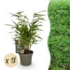 Bamboe - Fargesia Rufa - Bladhoudend - Niet Woekerend - Groen - 18 Planten