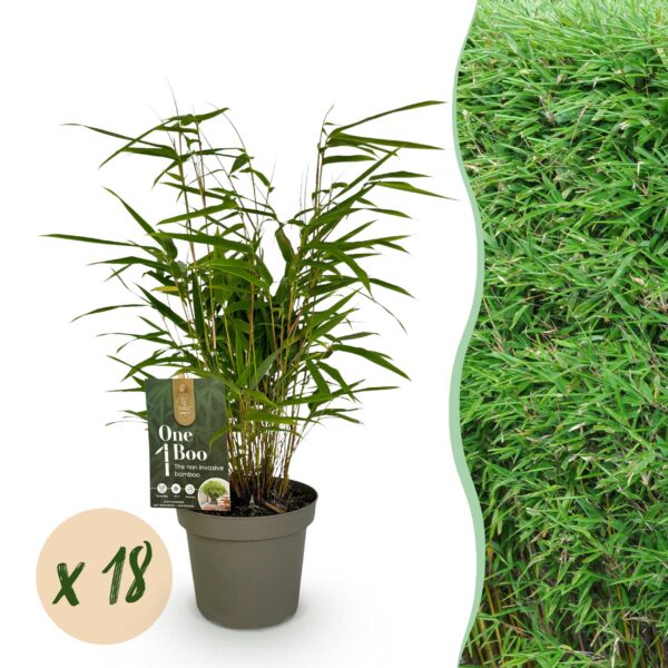 Bamboe - Fargesia Rufa - Bladhoudend - Niet Woekerend - Groen - 18 Planten