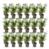 Bamboe - Fargesia Rufa - Bladhoudend - Niet Woekerend - Groen - 18 Planten
