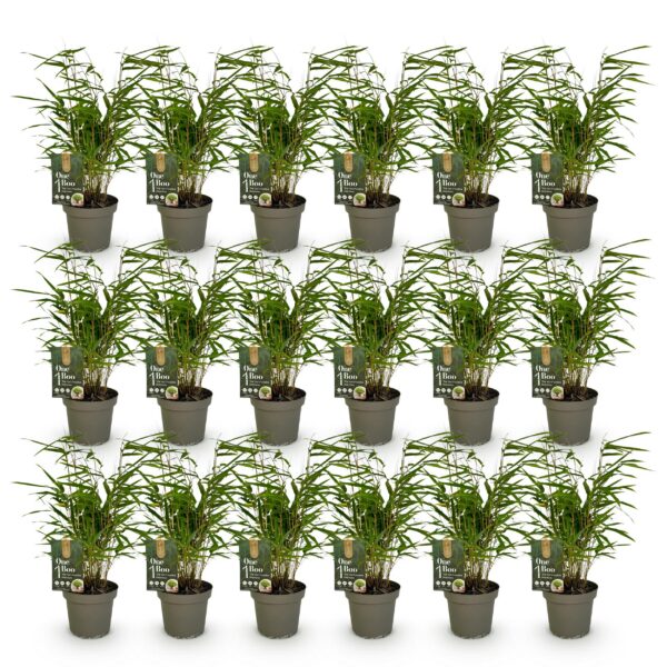 Bamboe - Fargesia Rufa - Bladhoudend - Niet Woekerend - Groen - 18 Planten