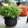 Bamboe - Fargesia Rufa - Bladhoudend - Niet Woekerend - Groen - 18 Planten