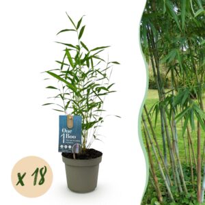 Bamboe - Fargesia Blue Dragon - Bladhoudend - Niet Woekerend - Groen - 18 Planten