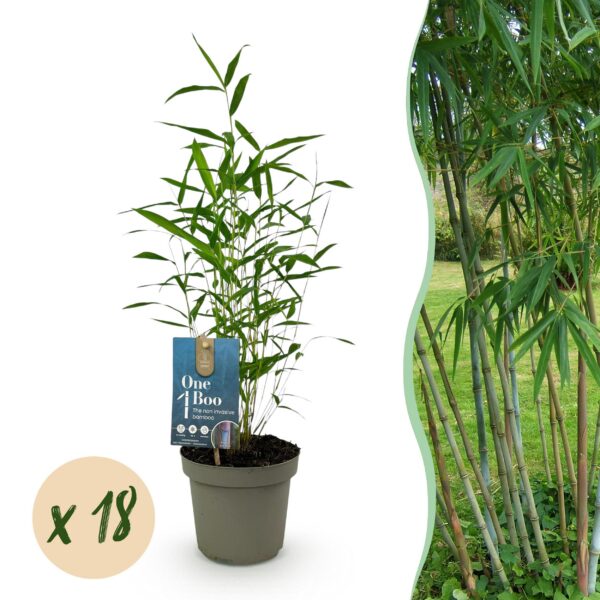 Bamboe - Fargesia Blue Dragon - Bladhoudend - Niet Woekerend - Groen - 18 Planten