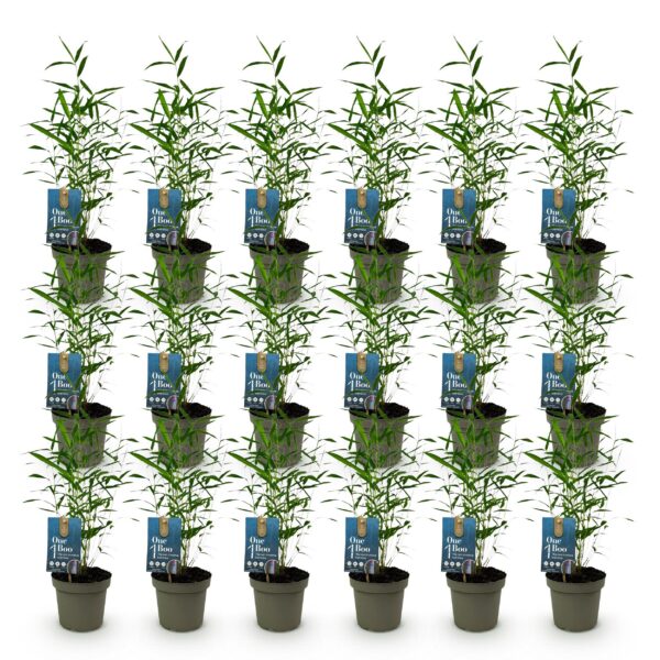 Bamboe - Fargesia Blue Dragon - Bladhoudend - Niet Woekerend - Groen - 18 Planten