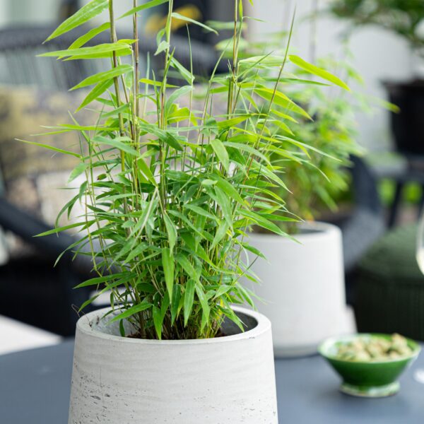 Bamboe - Fargesia Blue Dragon - Bladhoudend - Niet Woekerend - Groen - 18 Planten