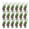 Bamboe - Fargesia Red Dragon - Bladhoudend - Niet Woekerend - Groen - 18 Planten