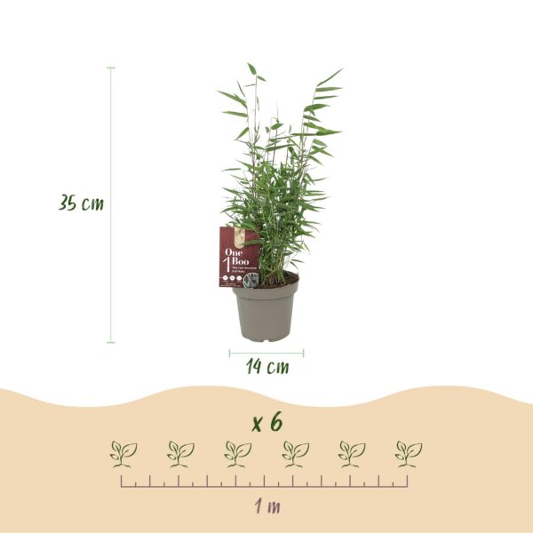 Bamboe - Fargesia Red Dragon - Bladhoudend - Niet Woekerend - Groen - 18 Planten