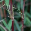 Bamboe - Fargesia Red Dragon - Bladhoudend - Niet Woekerend - Groen - 18 Planten